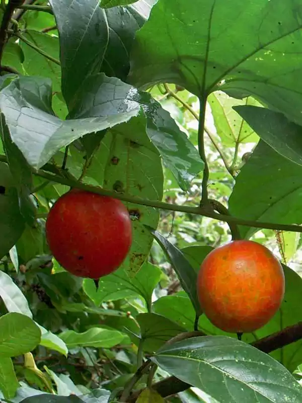 Trichosanthes nervifolia