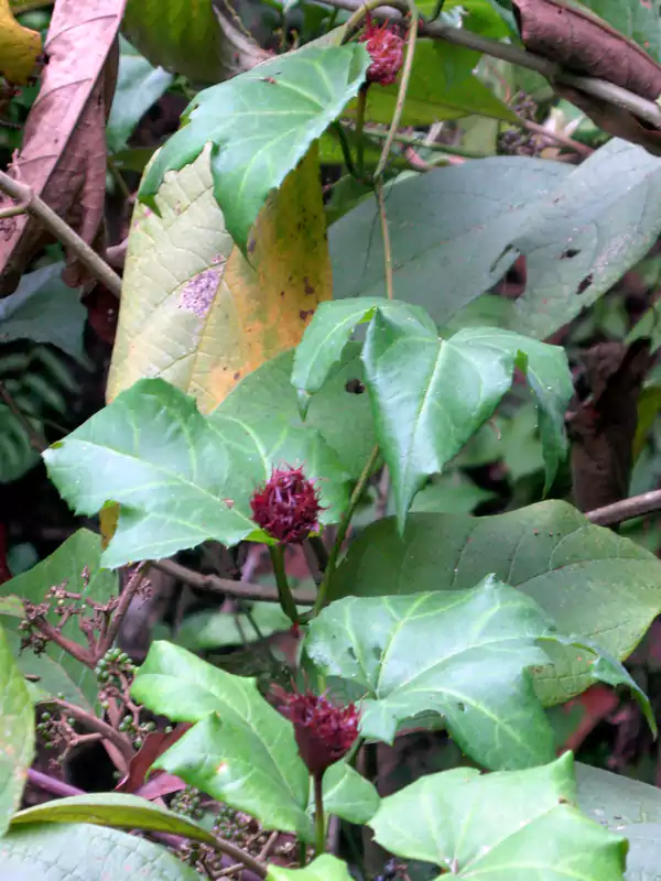 Trichosanthes tricuspidata