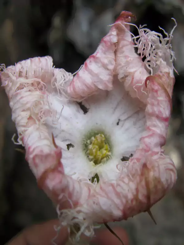 Trichosanthes tricuspidata