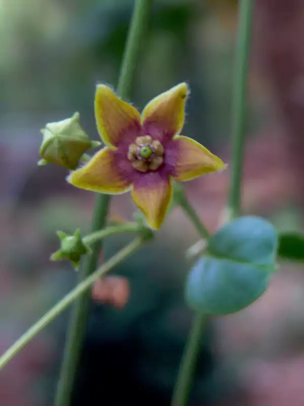 Tylophora indica