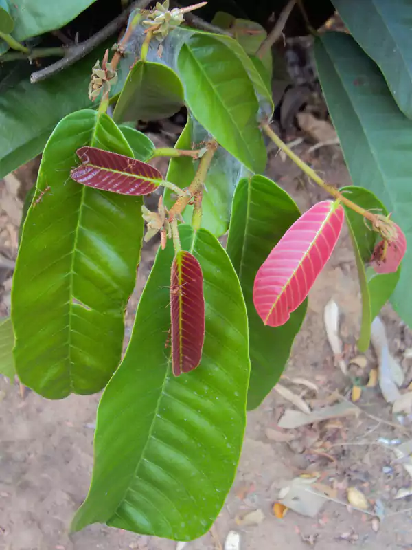 Vateria indica